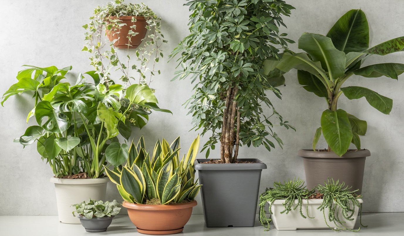 Terrae line Terrae line